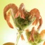 How to Buy Shrimp