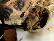 Butchering Beef 1
